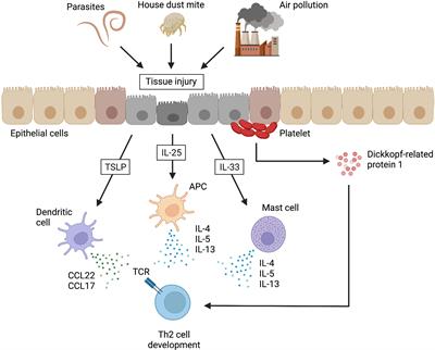 Conventional and pathogenic Th2 cells in inflammation, tissue repair, and fibrosis